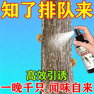 抓知了猴神器户外捕捉知了猴金蝉爬叉出土树林引诱蝉专用信息素水