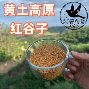 黄土高原红谷子颗粒饱满鹦鹉虎皮玄凤牡丹文鸟主食小鸟专用营养粮