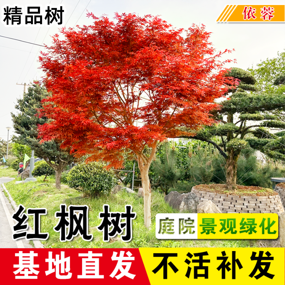 日本红枫树庭院别墅绿化四季常青