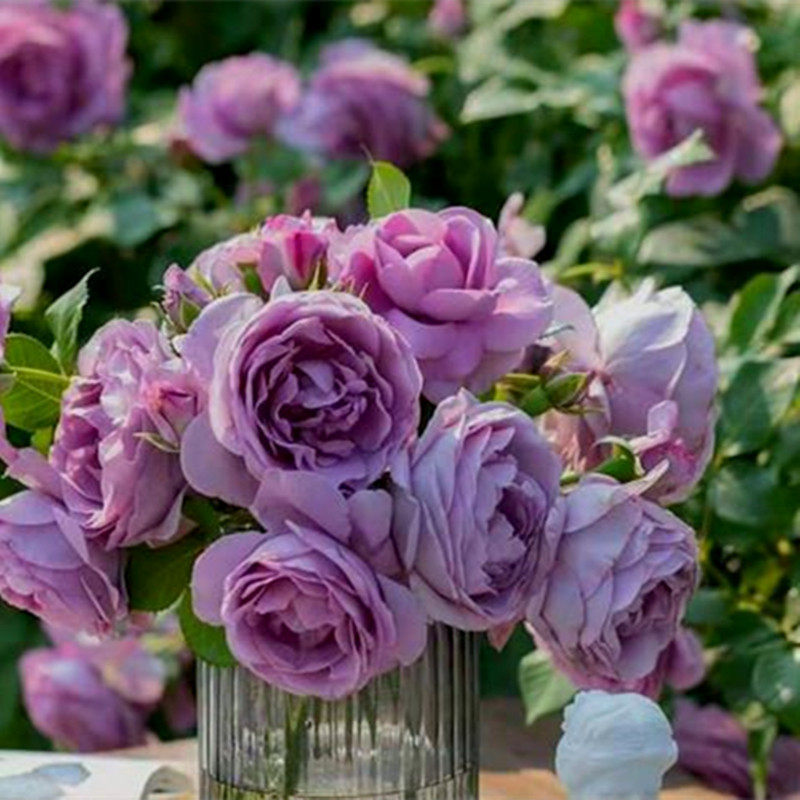 蓝色风暴月季花苗大花浓香四季多季开花阳台庭院盆栽灌木蓝紫色