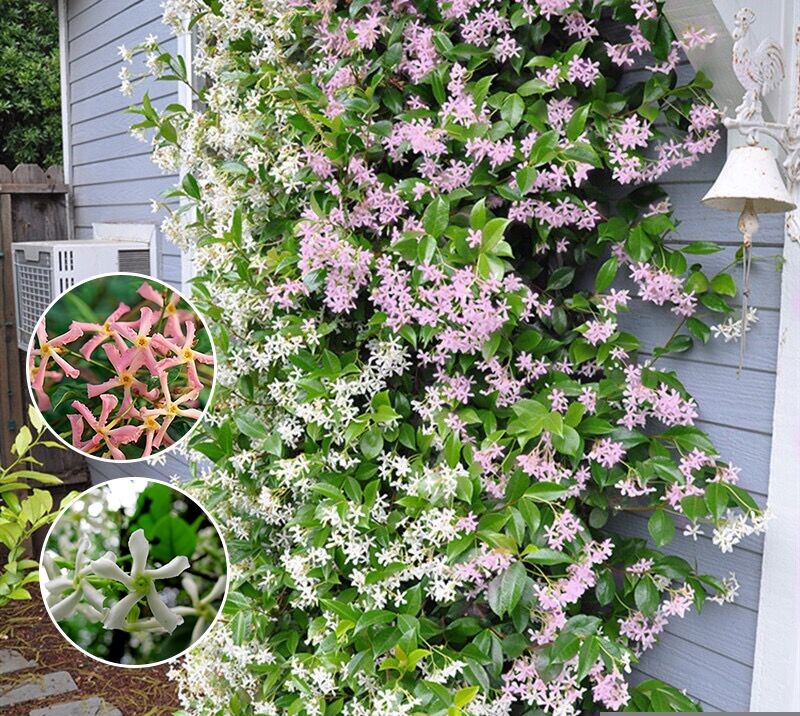 粉色风车茉莉爬藤植物四季常绿黄色络石苗庭院盆栽茉莉花耐寒易活