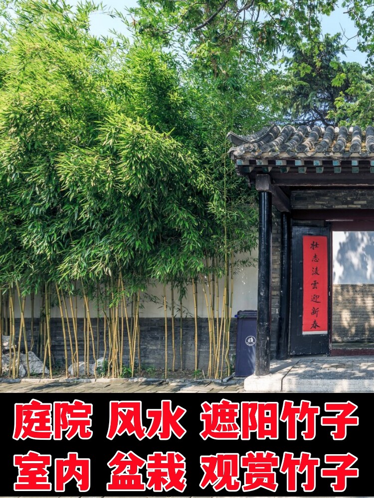 紫竹青竹树苗罗汉竹苗佛肚竹盆栽庭院室内观赏四季常青植物竹子苗