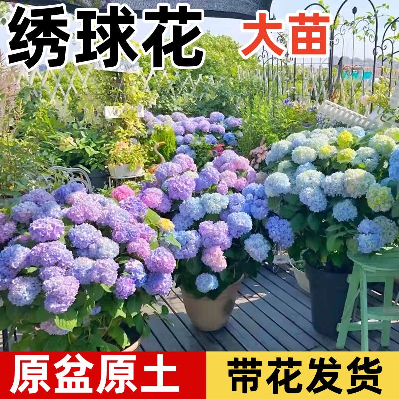 高档花卉绣球花苗盆栽无尽夏阳台庭院别墅花园植物多年生四季耐寒