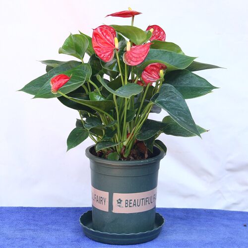 火鹤花多少钱 火鹤花价格 小麦优选