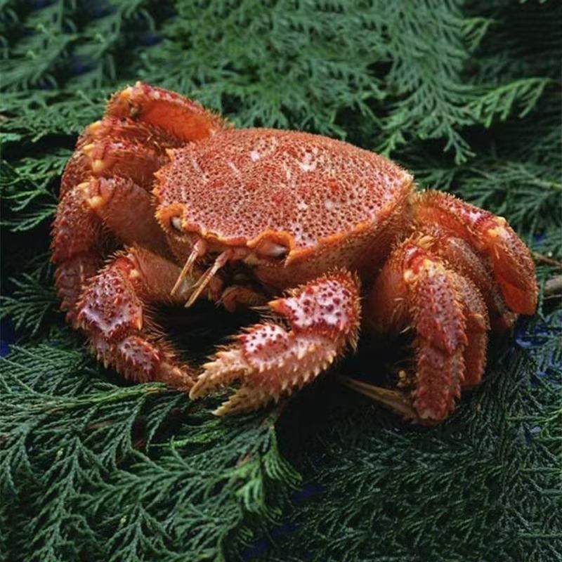 俄罗斯鲜活冷冻红毛蟹1000克北海道进口海鲜螃蟹江浙沪闪送顺丰邮,水产肉类/新鲜蔬果/熟食,红毛蟹,淘宝优惠券,粉丝福利购,淘宝优惠卷