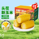 灶小美新玉米段新鲜黄糯玉米12段装 内蒙古粘黏玉米棒早餐 真空包装