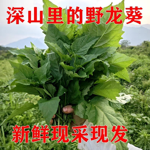 广西新鲜野菜白花菜龙葵菜养生菜火锅食材
