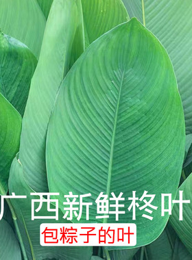 柊子叶 广西粽叶新鲜大叶过年包粽子的叶过节用冬叶包肇庆裹蒸粽