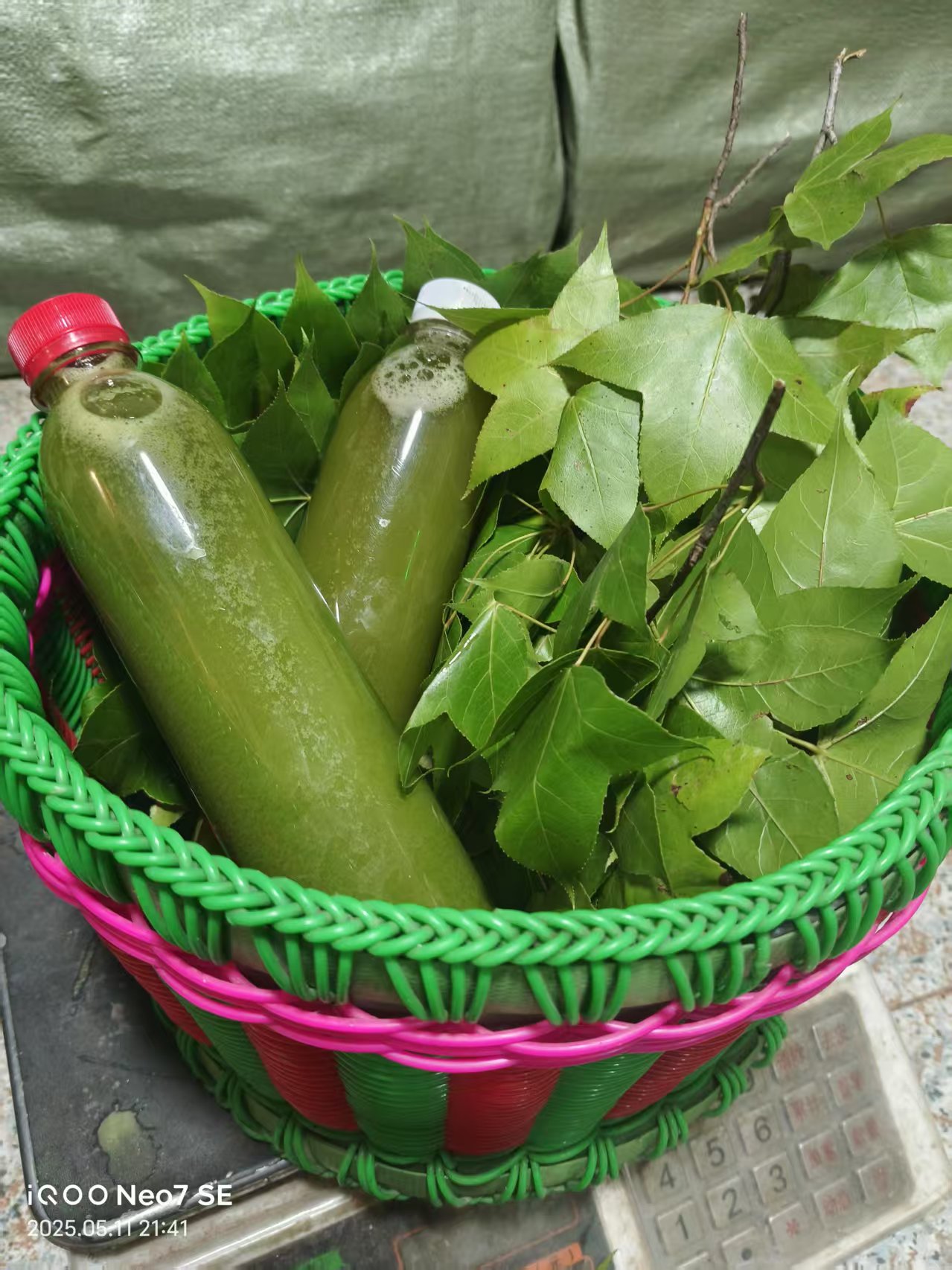 广西新鲜野生材料五色糯米饭黑米饭植物染料黑色枫树叶子香子包邮图片