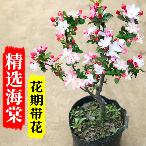 海棠花盆栽树苗盆景四季植物