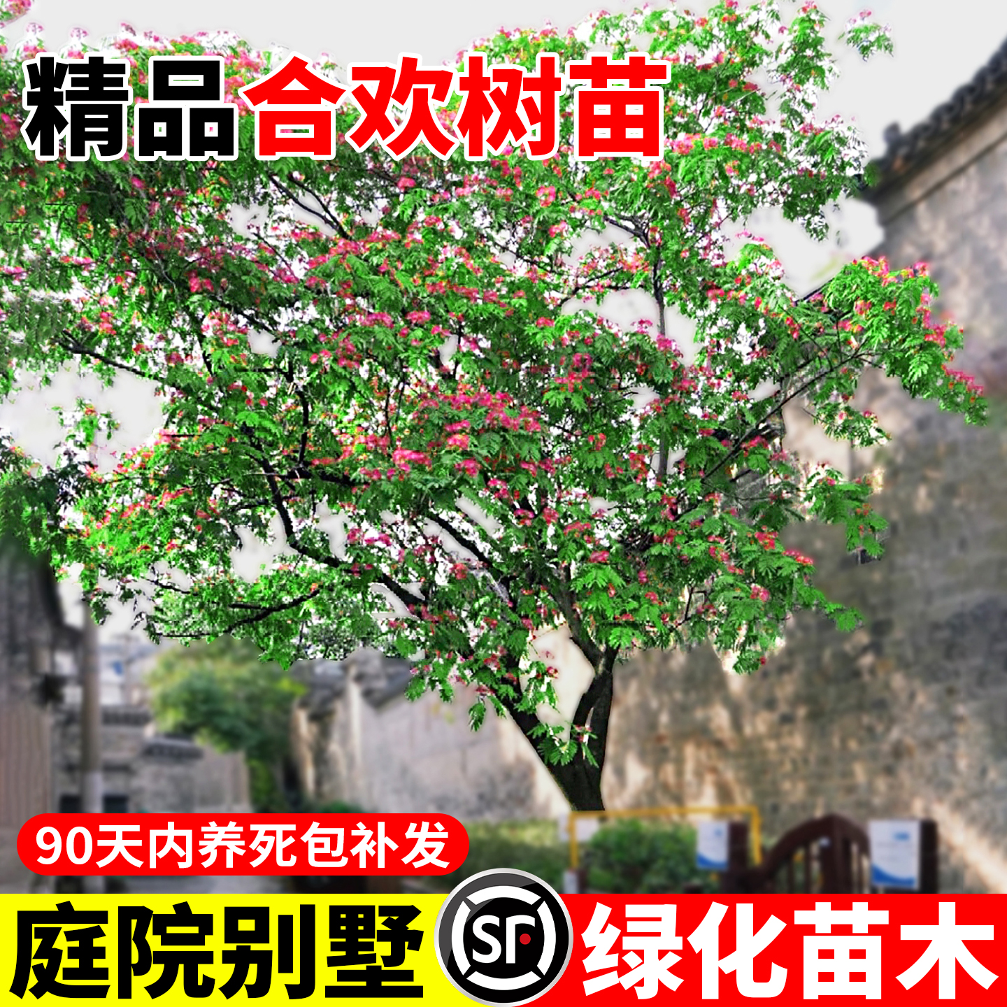 合欢树苗庭院花卉盆栽