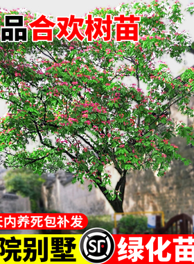 合欢花树苗绒花树行道风景大树庭院盆栽旱工程绿化乔木芙蓉花种植