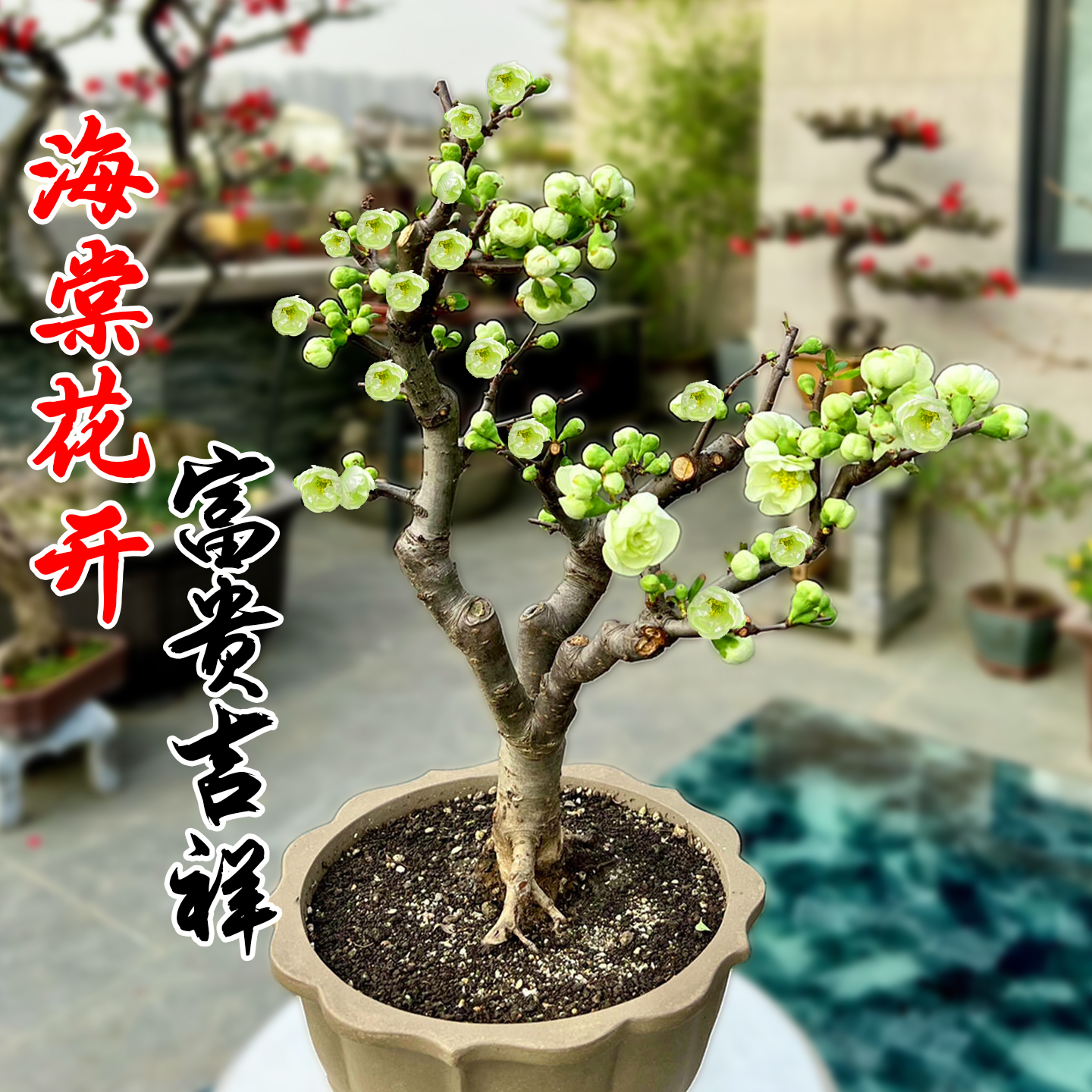 海棠花盆栽树苗盆景四季植物