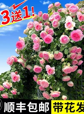 藤本月季爬藤大苗蔷薇花大苗特大花庭院爬墙植物多季开花盆栽鲜花