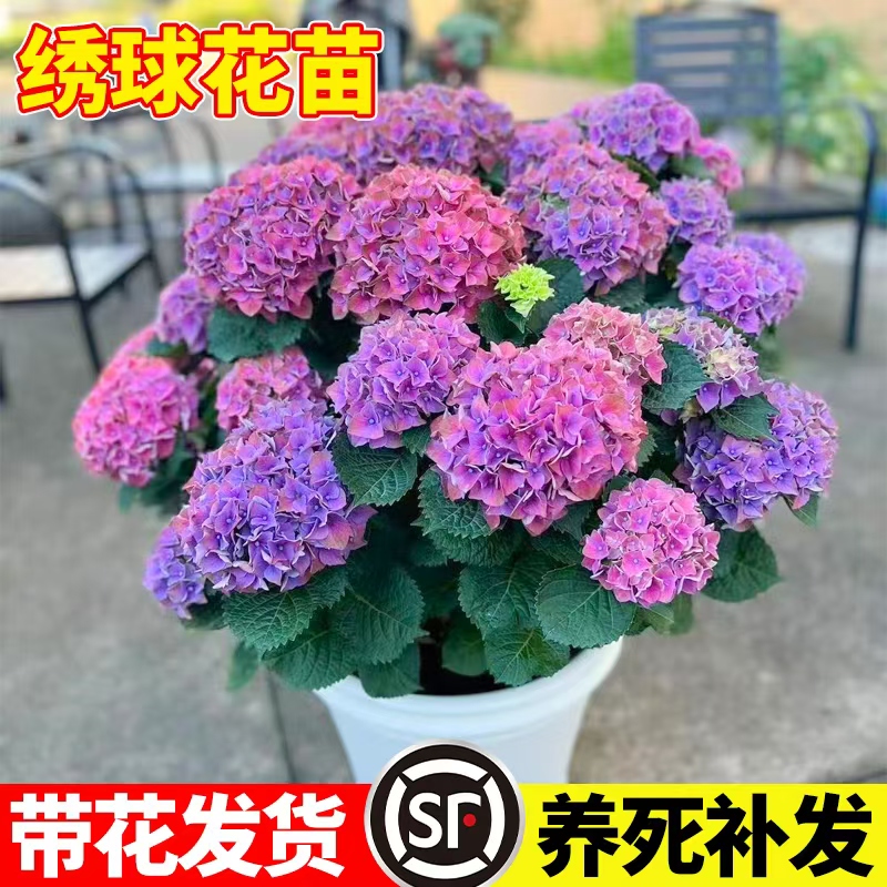 喜栽绣球花木本植物室外