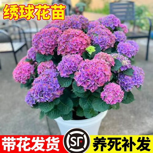 喜栽绣球花木本植物室外