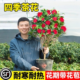 四季茶花树苗带花苞盆栽香妃山茶花室内绿植红赤丹花四季常青好养