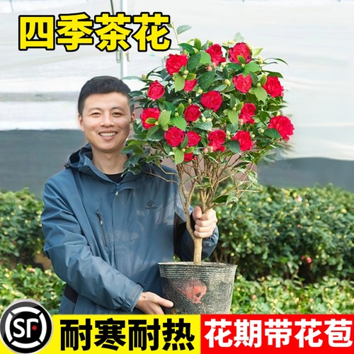 四季茶花树苗带花苞香妃茶花