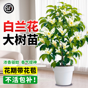 白兰花盆栽带花苞玉兰花树苗黄兰四季好养浓香型花卉庭院老桩植物