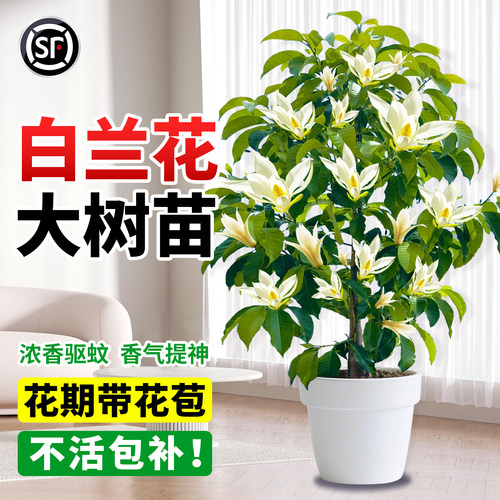 白兰花盆栽带花苞玉兰花树苗