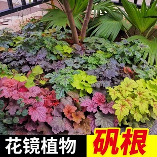 矾根花苗盆栽云南花镜植物耐阴耐寒庭院绿化植被四季好养观叶花卉