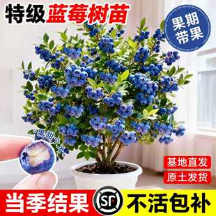 蓝莓树果苗盆栽精品带花苞花香果苗耐寒地栽南北方种植特大号果树