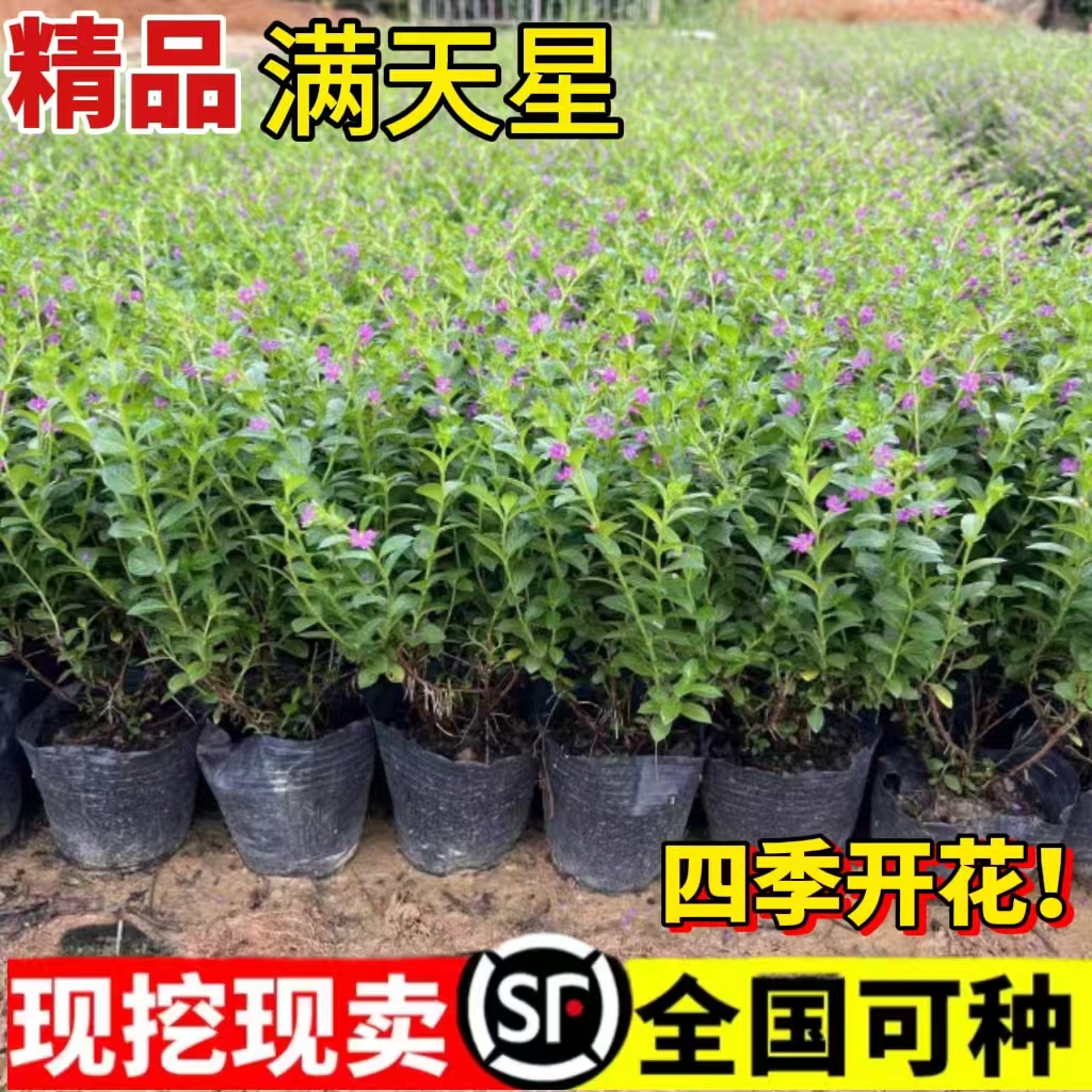 喜栽满天星草本植物室外