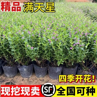 好养常绿雪茄花多年生 满天星花苗带花苞阳台庭院花坛耐寒花卉四季