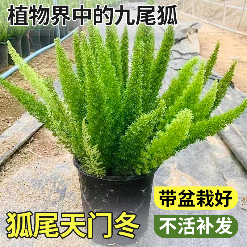 狐尾天门冬盆栽植物庭院花园阳台绿植四季常青耐热花卉九尾狐易养