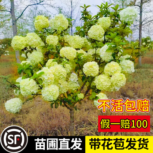 中华木绣球室外地栽南北可种