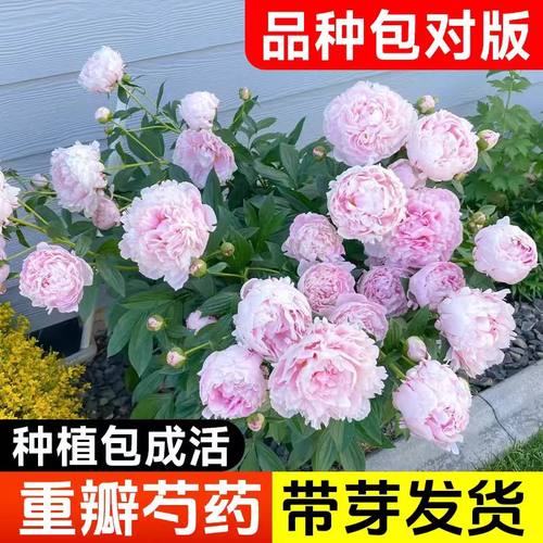 喜栽芍药草本植物室内外四季