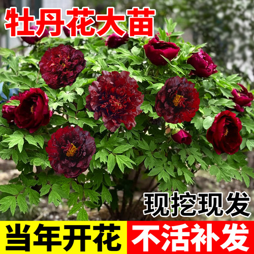 牡丹花苗带土发货易成活大花