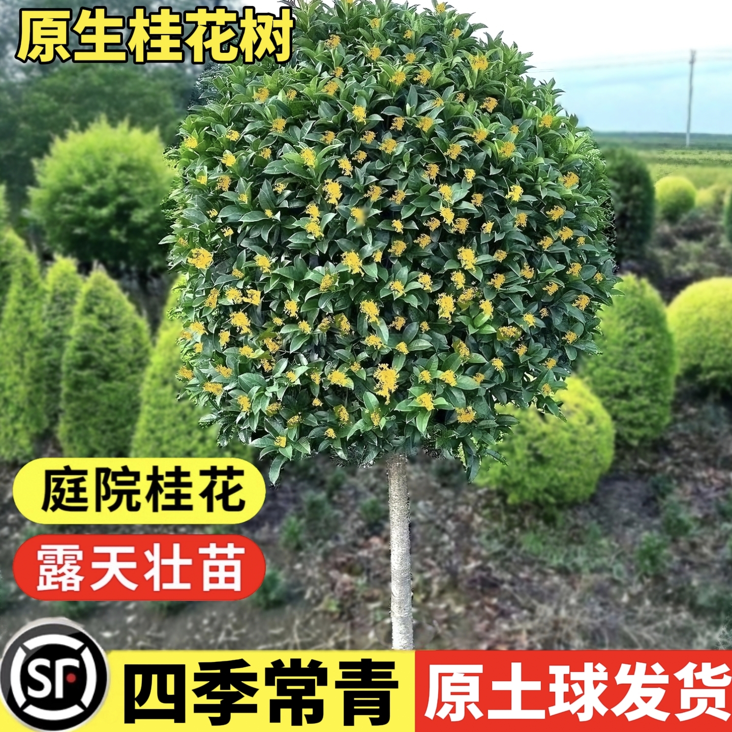 桂花树苗庭院地栽金桂丹桂四季桂