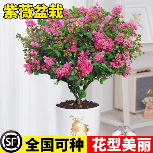 紫薇花树苗盆栽小苗室内外阳台