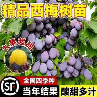西梅树大苗庭院盆栽地栽当年结果南北方种植带土女神西梅果树苗