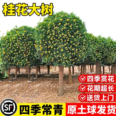桂花树苗庭院地栽户外好养花卉