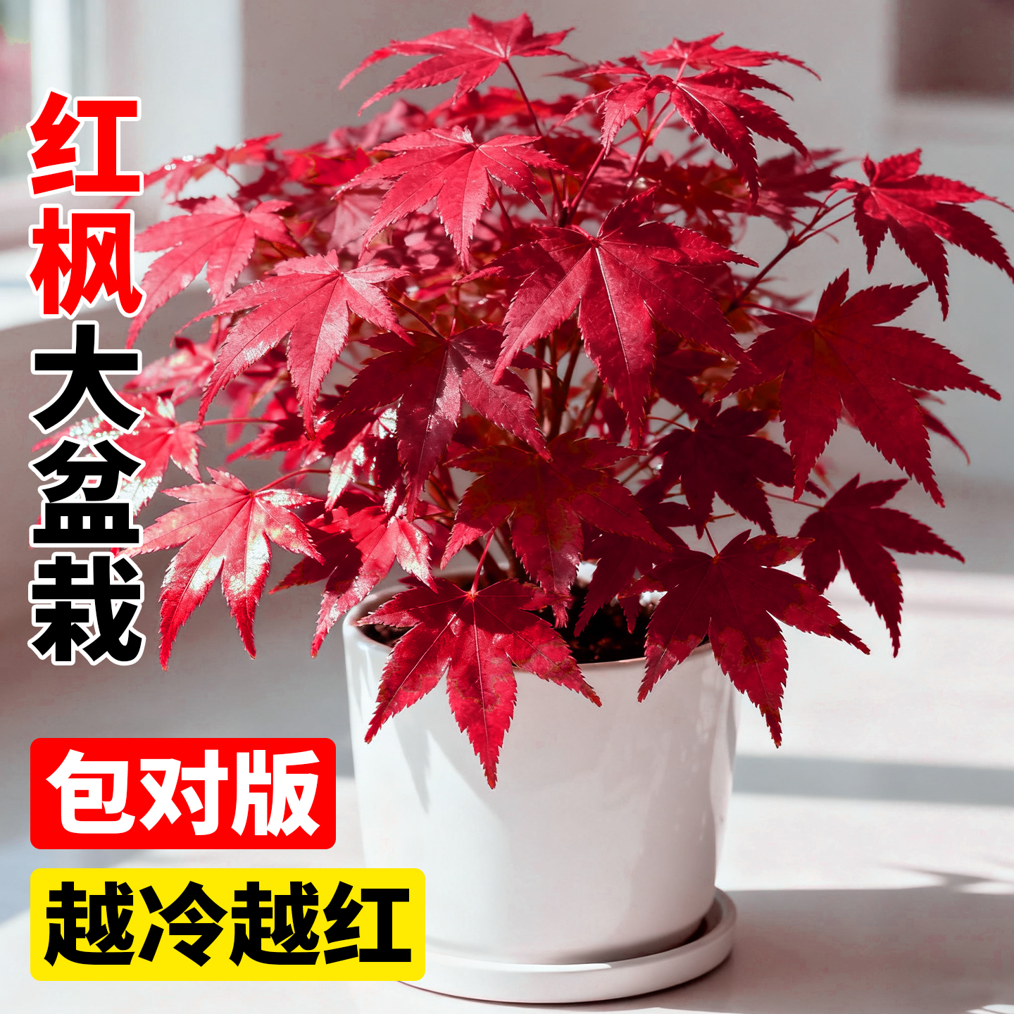 日本红枫树盆栽室内阳台室外