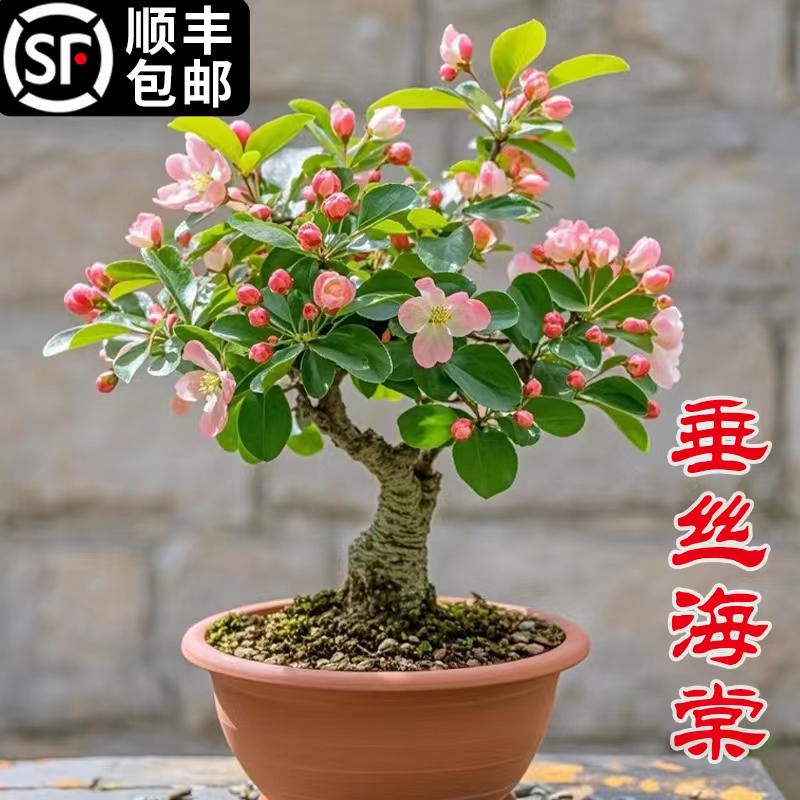 垂丝海棠室内办公室四季