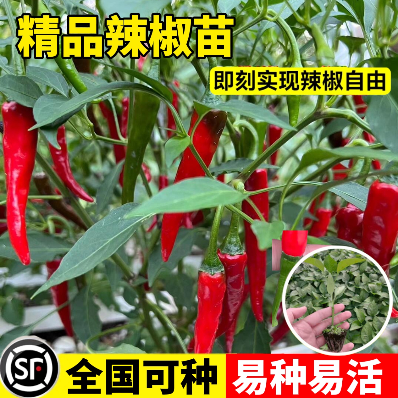 朝天椒苗秧辣椒种籽小米辣青椒树苗种子四季种植盆栽蔬菜种孑大全