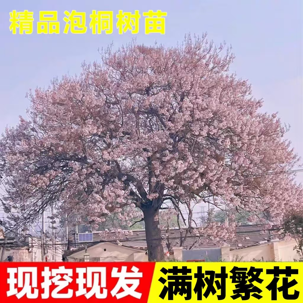 泡桐树苗紫花名贵植物庭院盆栽地栽门前种植道路绿化风景梧桐树苗