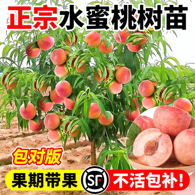 早熟高产水蜜桃苗当年结果
