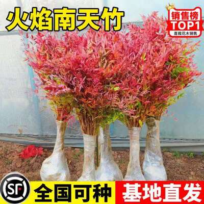 火焰南天竹庭院阳台客厅好养简单