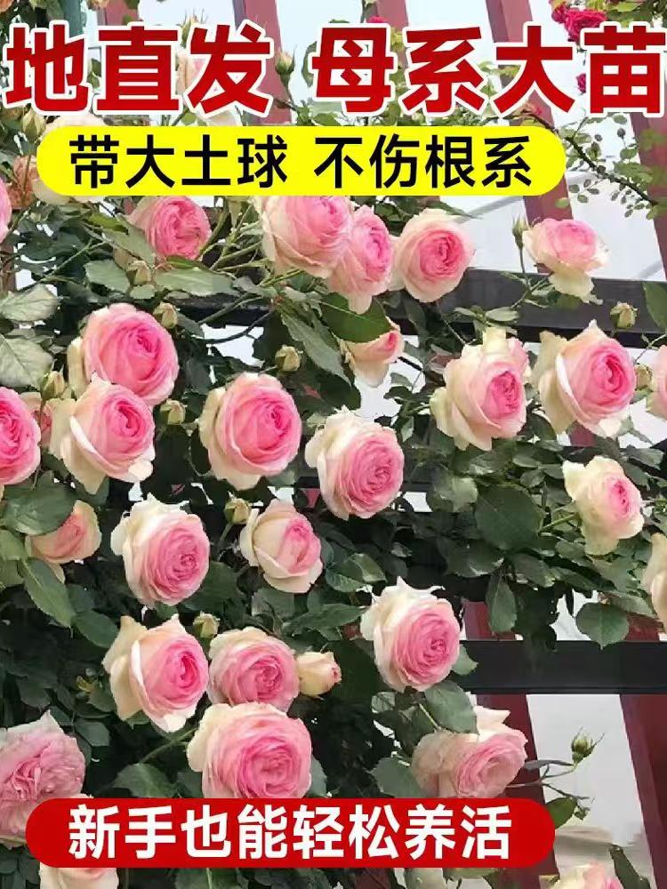 蔷薇花苗藤本月季特大花苗庭院藤曼植物四季开花玫瑰爬藤植物爬墙