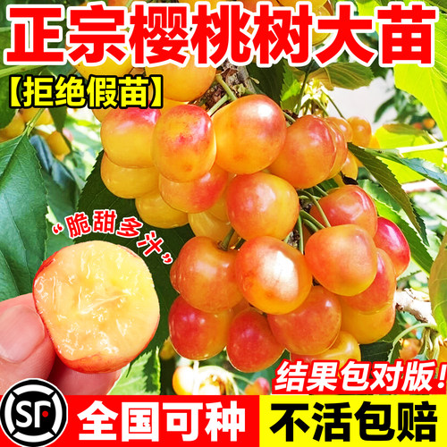 樱桃苗大果小土樱桃盆栽南北通栽