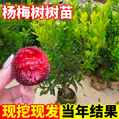 杨梅树苗南北种植当年结果
