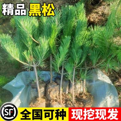 黑松树苗雪松白皮松小苗庭院园林工程绿化风景大树四季植物松树苗
