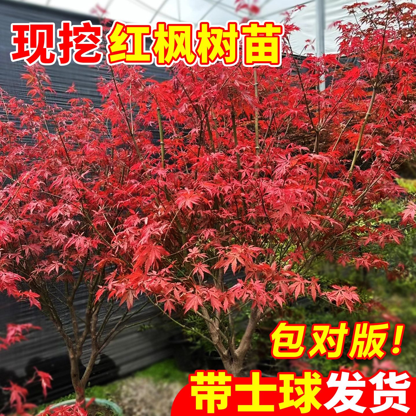 日本红枫红舞姬庭院绿化树苗