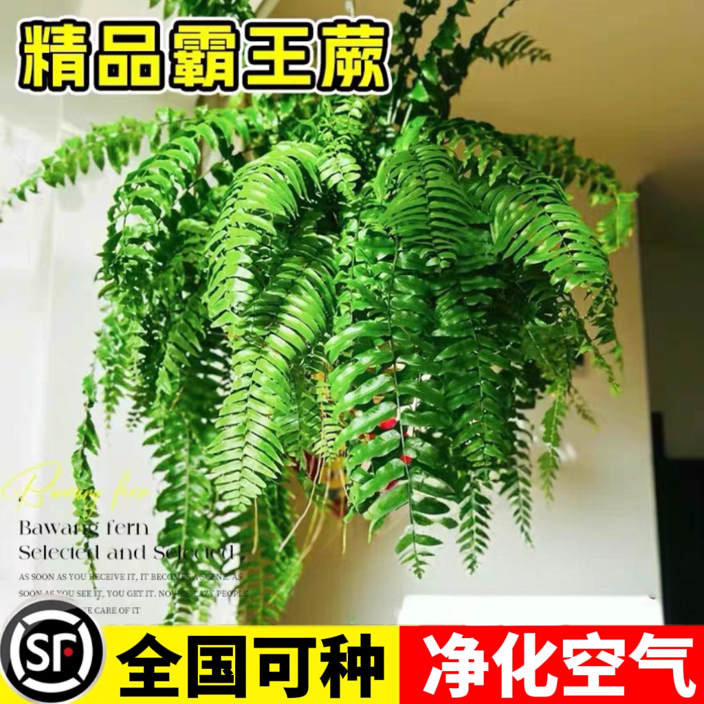 霸王蕨盆栽大盆长藤叶垂吊