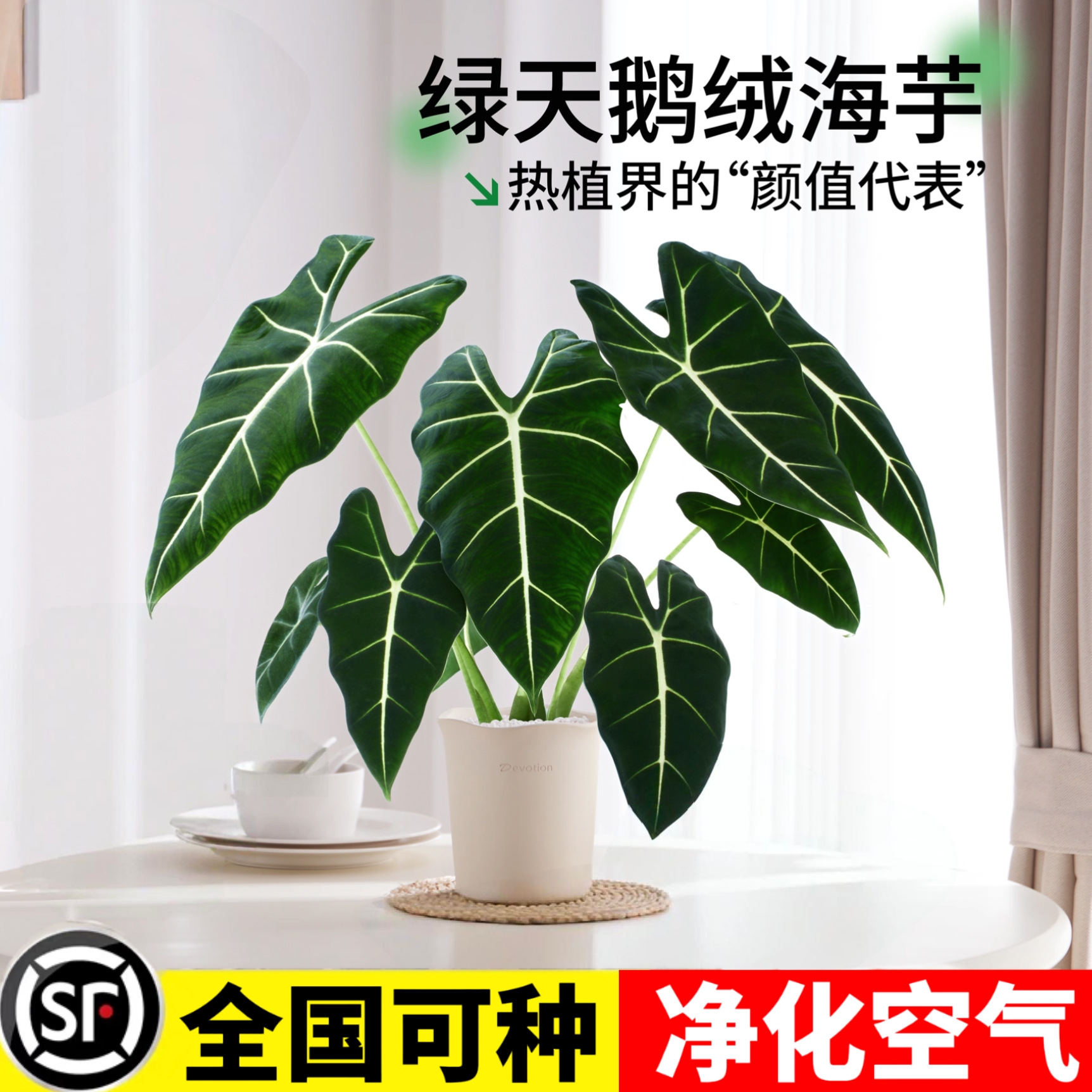 绿天鹅海芋盆栽室内大型观叶绿植