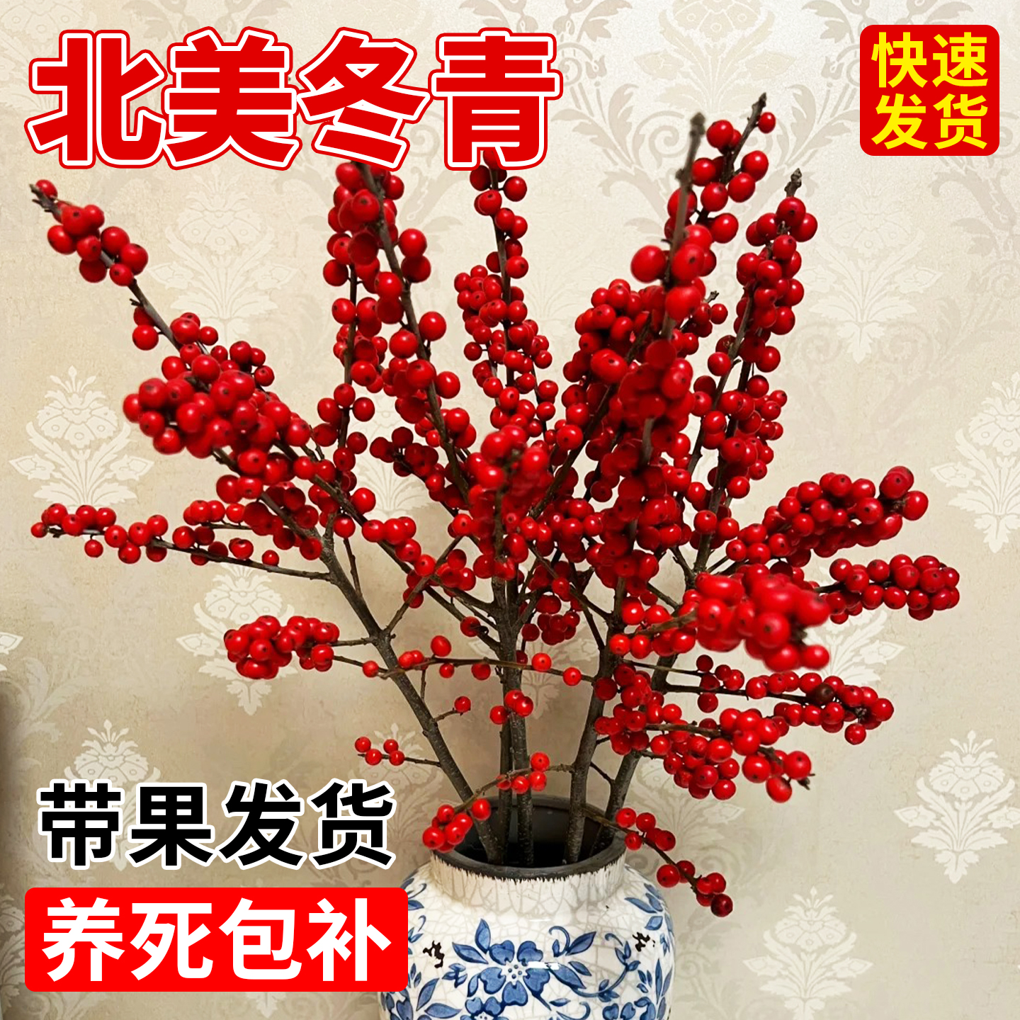 北美冬青盆栽树苗带果公树